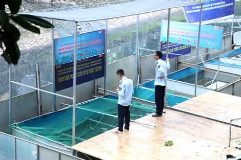 Túc trực ngày đêm canh giữ, cá koi Nhật vẫn chết trên sông Tô Lịch