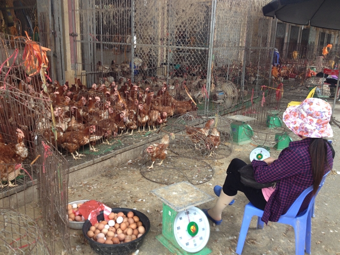 Luân chuyển cán bộ thú y bị nghi mua bán dấu kiểm dịch tại chợ Hà Vĩ