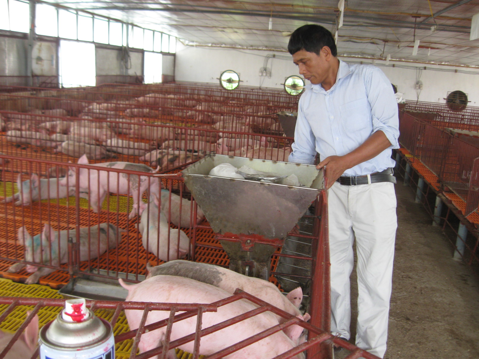 Khẩn cấp ngăn chặn bệnh dịch tả lợn Châu Phi vào Việt Nam