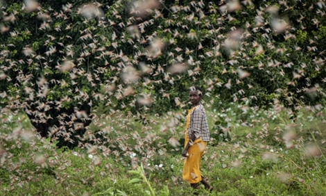 Xây dựng kịch bản đối phó nếu có đại dịch châu chấu sa mạc