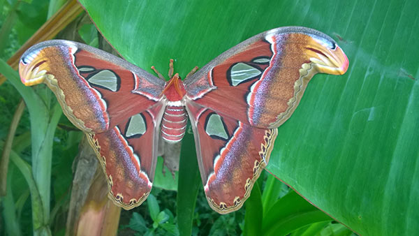 Đàn bướm khổng lồ đang sẵn sàng để bạn khám phá. Với kích thước lớn và màu sắc tươi sáng, bức tranh này sẽ đưa bạn đến một thế giới bí ẩn và kỳ diệu, với những loài bướm lấp lánh và cảm giác lạ thường tuyệt vời. Hãy đắm chìm trong cuộc phiêu lưu của mình trong bức tranh này!