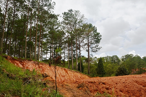 Rừng thông Đà Lạt đang bị tàn phá