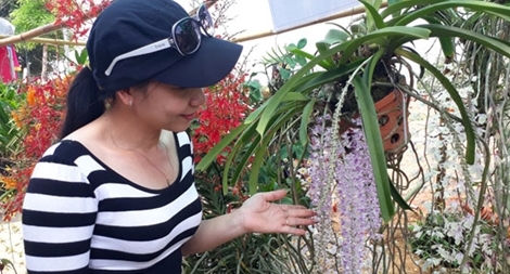 Chiêm ngưỡng hoa lan “độc” ở Bình Phước
