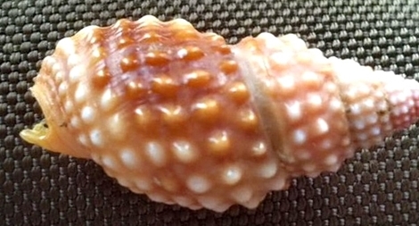 Cảnh báo tử vong từ ngộ độc ốc biển