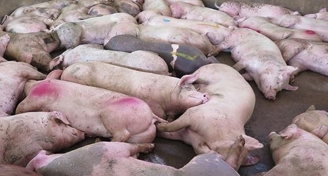 Tiêu hủy gần 1.200 con heo bị lở mồm long móng ở Tiền Giang