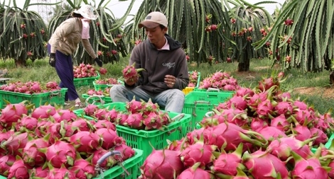 Gỡ 3 “nút thắt” để phát triển xuất khẩu nông sản Việt Nam
