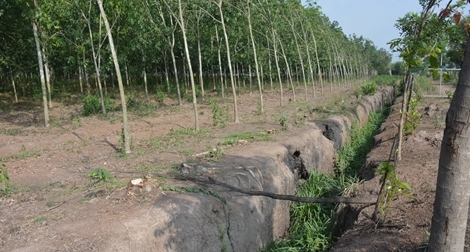 Vì sao Trại giam Xuyên Mộc liên kết kinh doanh với một công ty tư nhân?