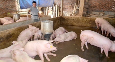 Cả nước có hơn 2.500 trang trại chăn nuôi lợn an toàn sinh học