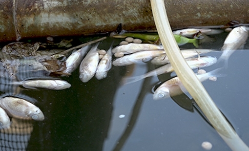 Gần 40 tấn cá chết trên sông Cái Vừng do thiếu oxy