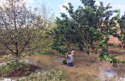 Nhà vườn “khóc ròng” vì vỡ đê bao