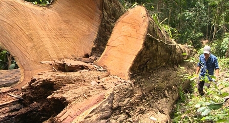 Tiếp tục phát hiện vụ khai thác gỗ giáng Hương cổ thụ trái phép tại Kbang