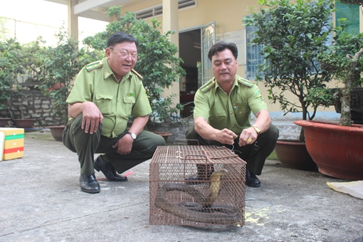 Phát hiện cá thể rắn Hổ chúa quý hiếm tại Đồng Nai