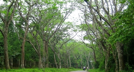 USAID hỗ trợ Việt Nam bảo tồn rừng