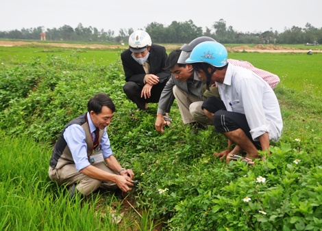 Quảng Trị thiệt hại nặng bởi nạn ốc bươu vàng