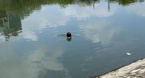 Thiếu tá Công an nhảy hồ cứu người phụ nữ mang thai tự tử