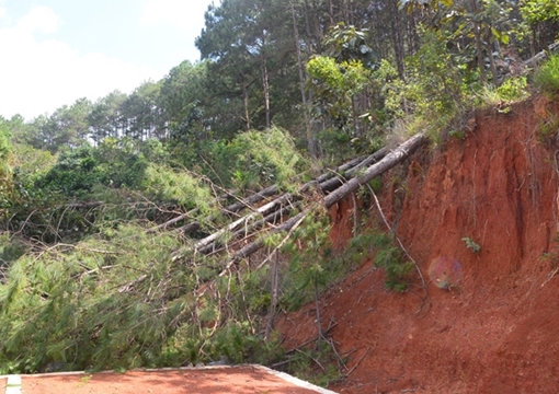 Ban Quản lý bất lực, rừng thông liên tục bị đốn hạ