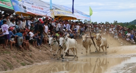 Tưng bừng Hội đua bò Bảy Núi