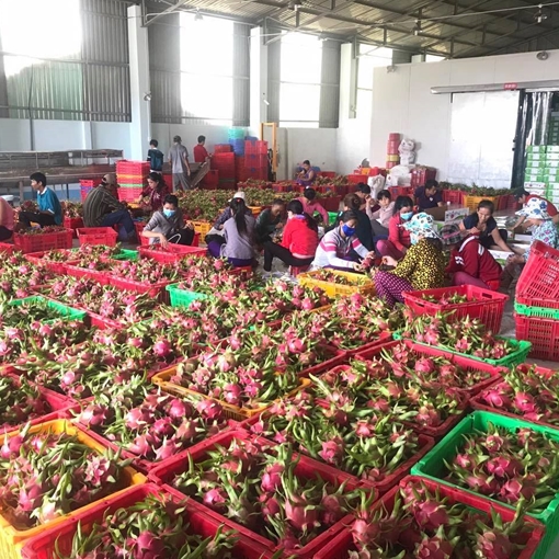 Xác minh thông tin trái cây xuất sang Trung Quốc phải truy xuất nguồn gốc