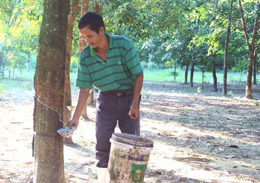 Nông dân lao đao vì mủ cao su rớt giá