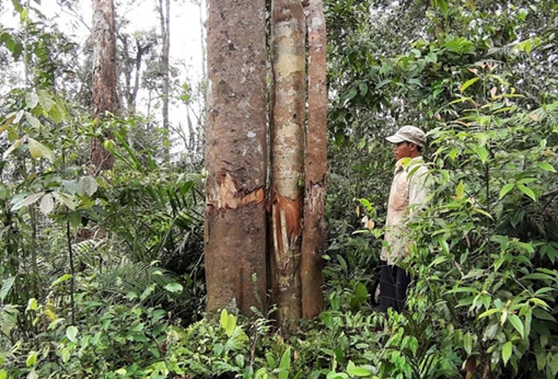 Phản hồi vụ phá rừng tự nhiên giáp ranh Trà Vân – Trà Giáp