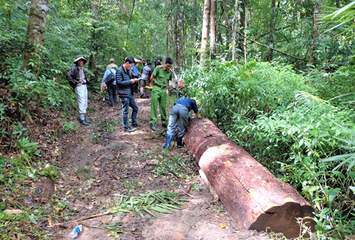 Khai thác gỗ quý hiếm, bị phạt 100 triệu đồng