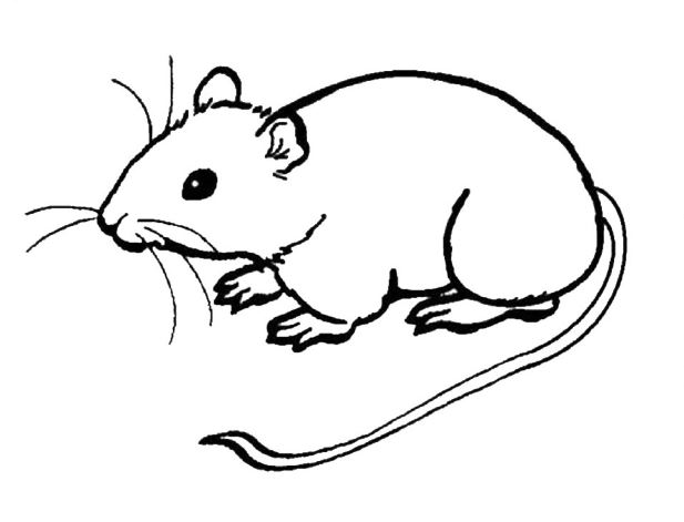Bức hình vẽ con chuột này vô cùng độc đáo đấy! Hãy xem và cảm nhận từng đường nét mà họa sĩ đã thể hiện.