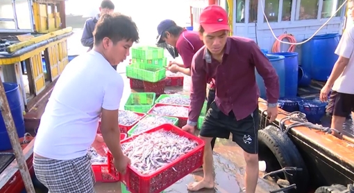 Ngư dân Quảng Trị trúng đậm vụ cá cơm 