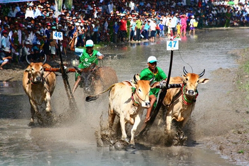 Nâng Hội đua bò Bảy Núi lên tầm quốc tế