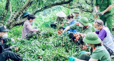 Doanh thu từ vải thiều của tỉnh Bắc Giang ước đạt 4.274 tỷ đồng 