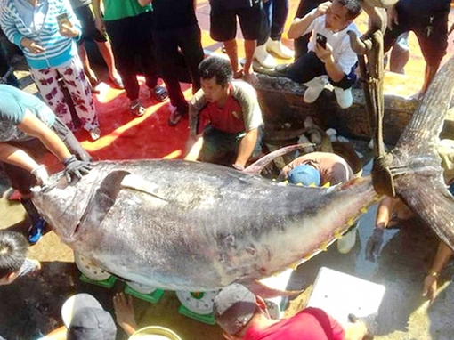 Ngư dân Khánh Hoà câu được cá ngừ đại dương nặng "kỷ lục" 386kg