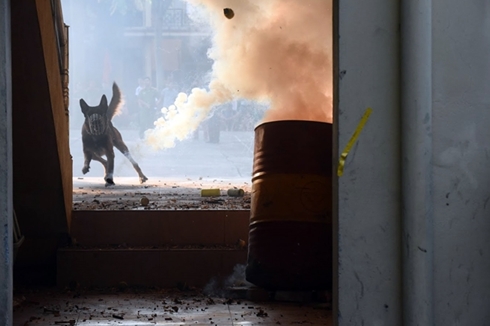 Cảnh khuyển truy tìm ma túy, thuốc nổ trong chớp nhoáng