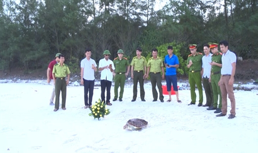 Thả rùa biển quý hiếm về môi trường tự nhiên