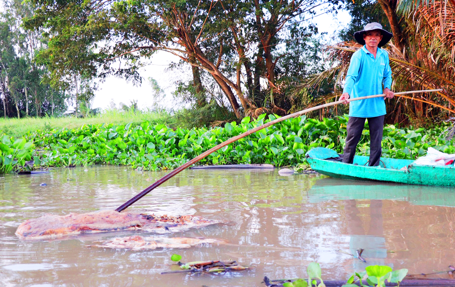 Kiên quyết ngăn chặn tình trạng vứt xác heo chết xuống sông