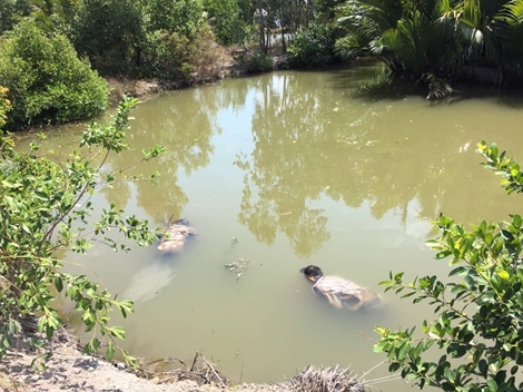 Hai cha con ngã xe, rơi xuống đầm tôm tử vong