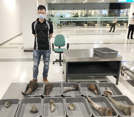 "Mang" gần 30kg sừng tê giác về Việt Nam lại khai là "cá chép Koi"