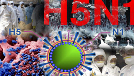 Cà Mau xuất hiện ổ dịch cúm gia cầm H5N1