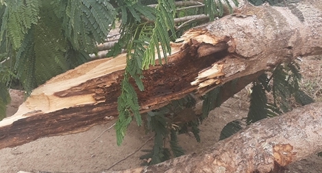 Công ty công trình đô thị Sóc Trăng nói gì về việc cây đổ đè chết người ?