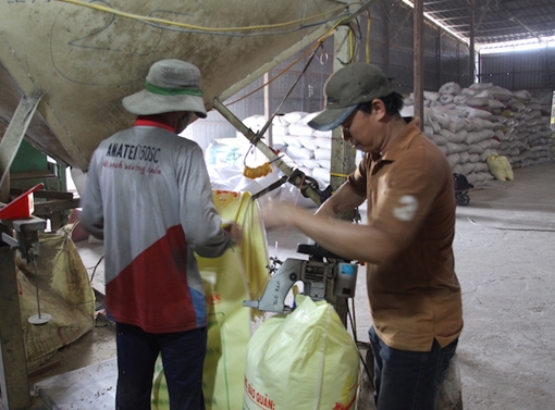 Doanh nghiệp làm giả nhãn hiệu lúa giống bán cho nông dân