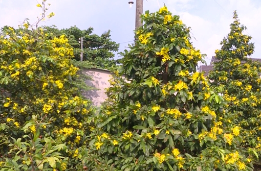 Nhà vườn lao đao vì mai nở hoa sớm