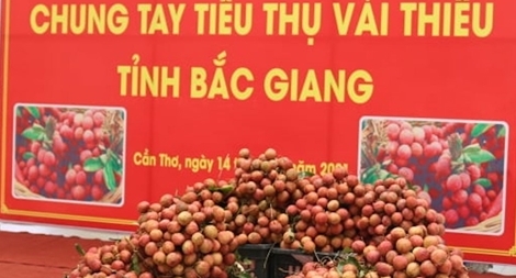 Cần Thơ phát động tiêu thụ vải thiều Bắc Giang