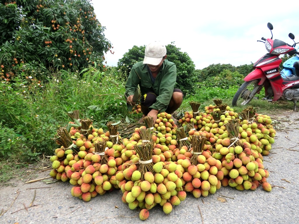 Thanh Hà hồ hởi được mùa vải sớm